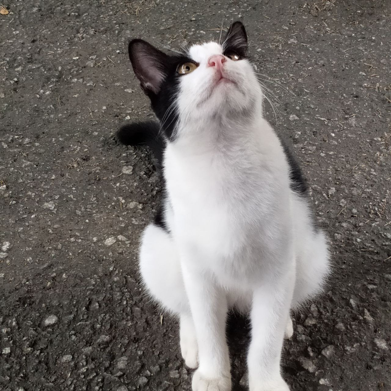 Cats